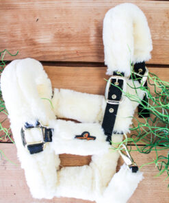 Licol de transport mouton Kentucky