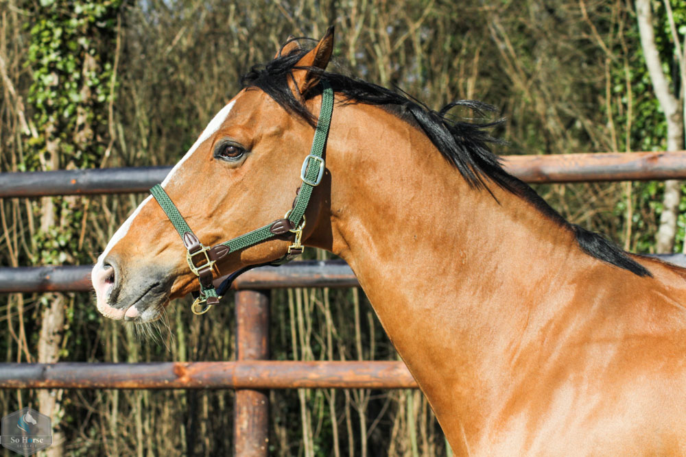 Licol cheval en nylon tresse KENTUCKY bordeaux - Horse Prestige