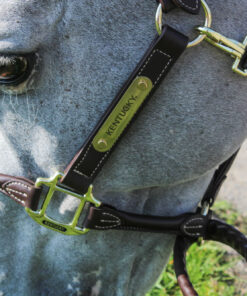 Alternative view of Licol Anatomique Kentucky