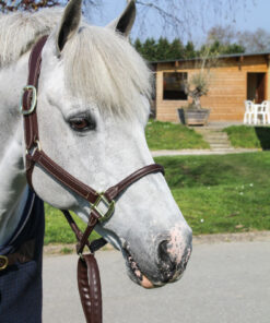 Alternative view of Longe de présentation recouverte de cuir Kentucky