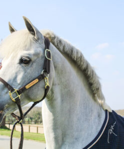 Licol Anatomique Kentucky