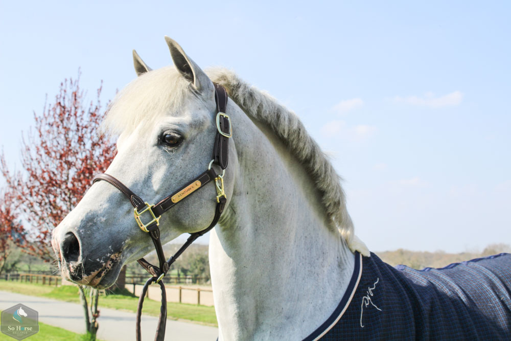 Kentucky Horsewear - Licol cheval anatomique