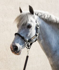 Alternative view of Licol Control Kentucky