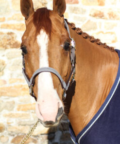 Alternative view of Kentucky - Licol anatomique en suédine