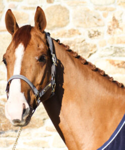 Kentucky - Licol anatomique en suédine