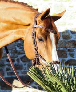 Filet New York Jump’in