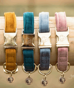 Collier pour chien Velvet - Kentucky