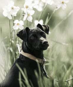 Collier pour chien Lizard - Kentucky