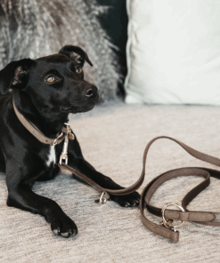 Laisse pour chien Velvet Leather