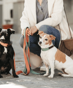 Collier pour chien Jacquard - Kentucky