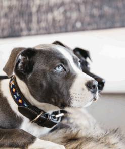 Collier pour chien perles faites main - Kentucky