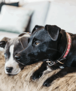 Alternative view of Collier pour chien perles faites main - Kentucky