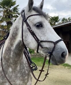 In Horse We Trust - Bridon évolution infinity